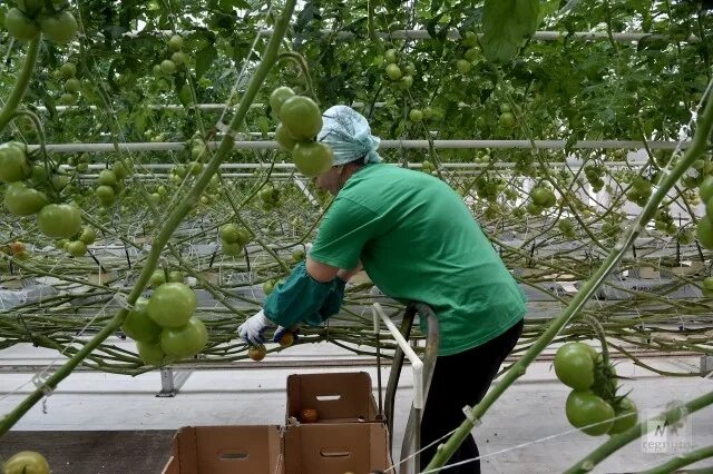 Выращивание в Крыму. Кандель яблоко когда выращивать в Крыму. Что выращивают в крыму