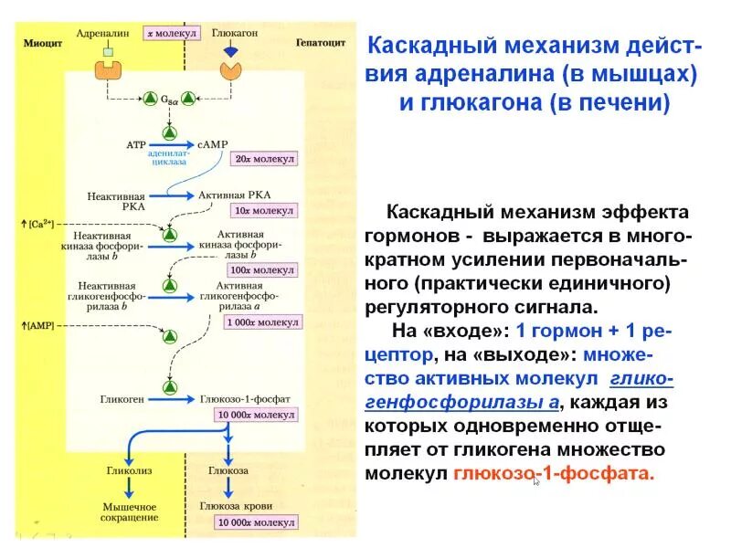 Метаболический путь ферментов. Механизм секреции глюкагона. Механизм регуляции секреции глюкагона. Механизм действия глюкагона схема. Глюкагон гормон механизм действия.