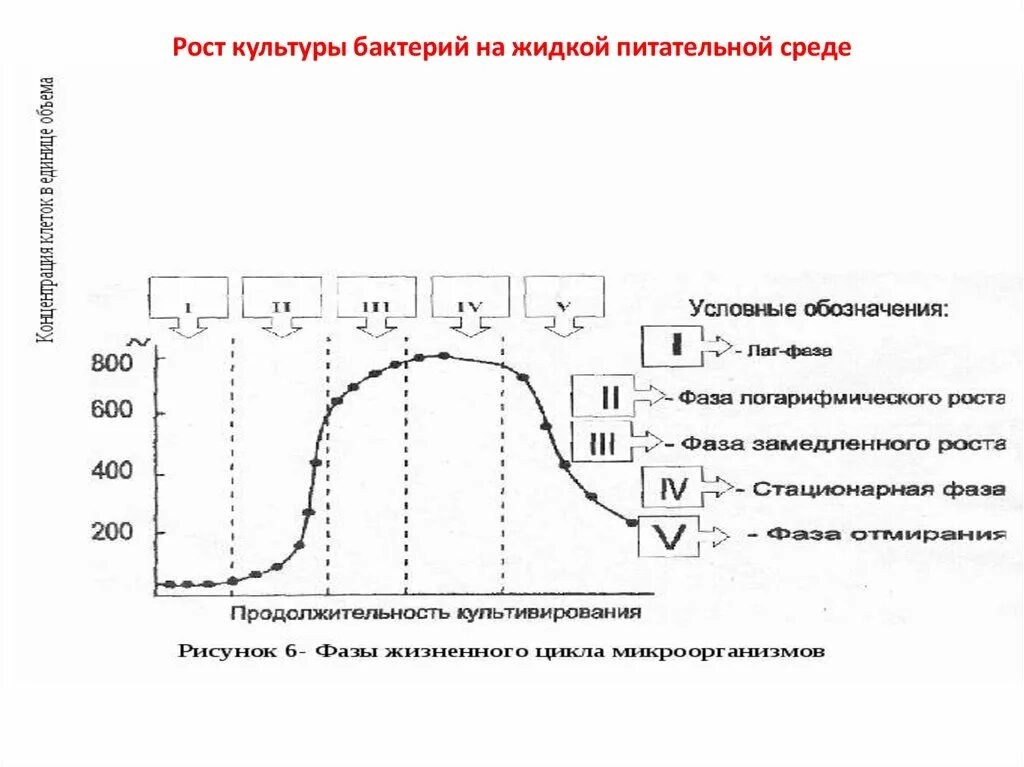 Фазы роста микроорганизмов в жидкой питательной среде. Рост микробов на жидких питательных средах. Фазы роста бактерий на питательной среде. Рост культуры на жидких питательных средах.