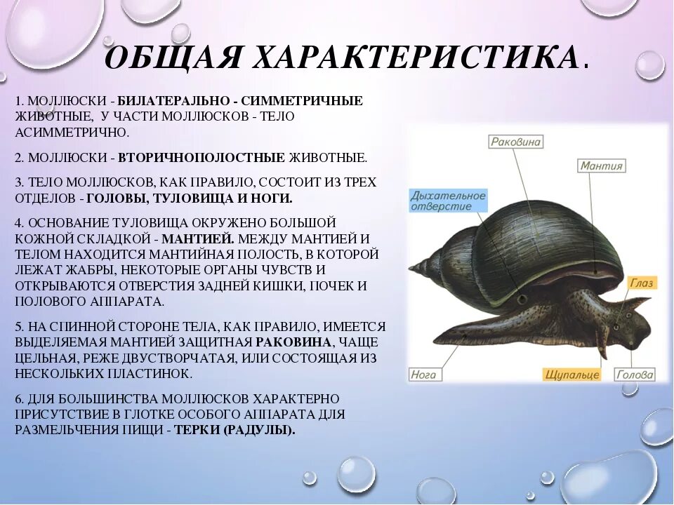 Биология характеристика моллюсков