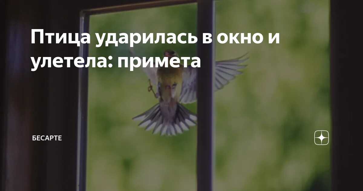 Птица стукнулась в окно примета. Птица ударилась в окно. Примета если птица ударилась в окно. Птица ударилась в окно и улетела примета. Приметы птицы бьются в окно.