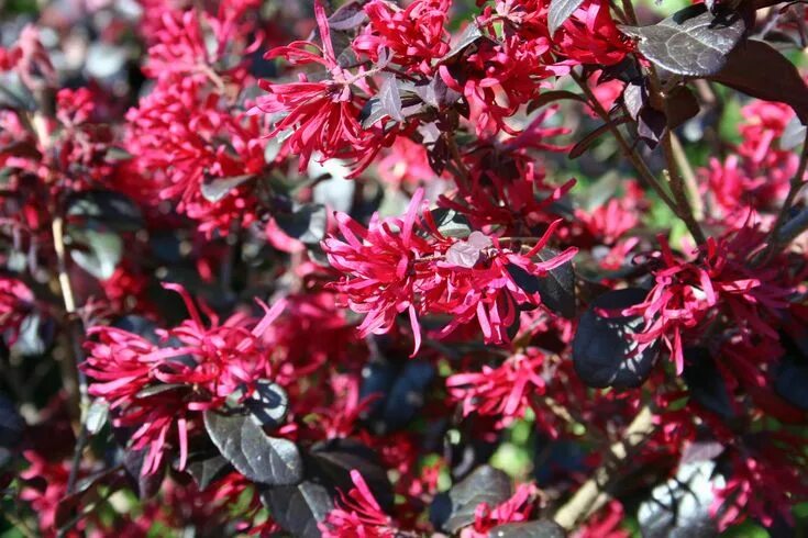 Loropetalum chinense var. rubrum - Изображение особи - Плантариум