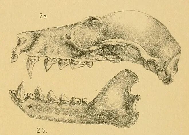 Зубная формула рукокрылых. Зубная система рукокрылых млекопитающих. Череп летучей лисицы. Череп рукокрылых млекопитающих.