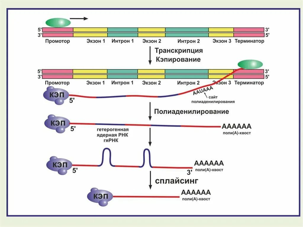 Строение генов эукариот. Процессинг рнк у эукариот. гена эукариот процессинг. этапы созревания ирнк эукариот. процессинг ирнк у эукариот.