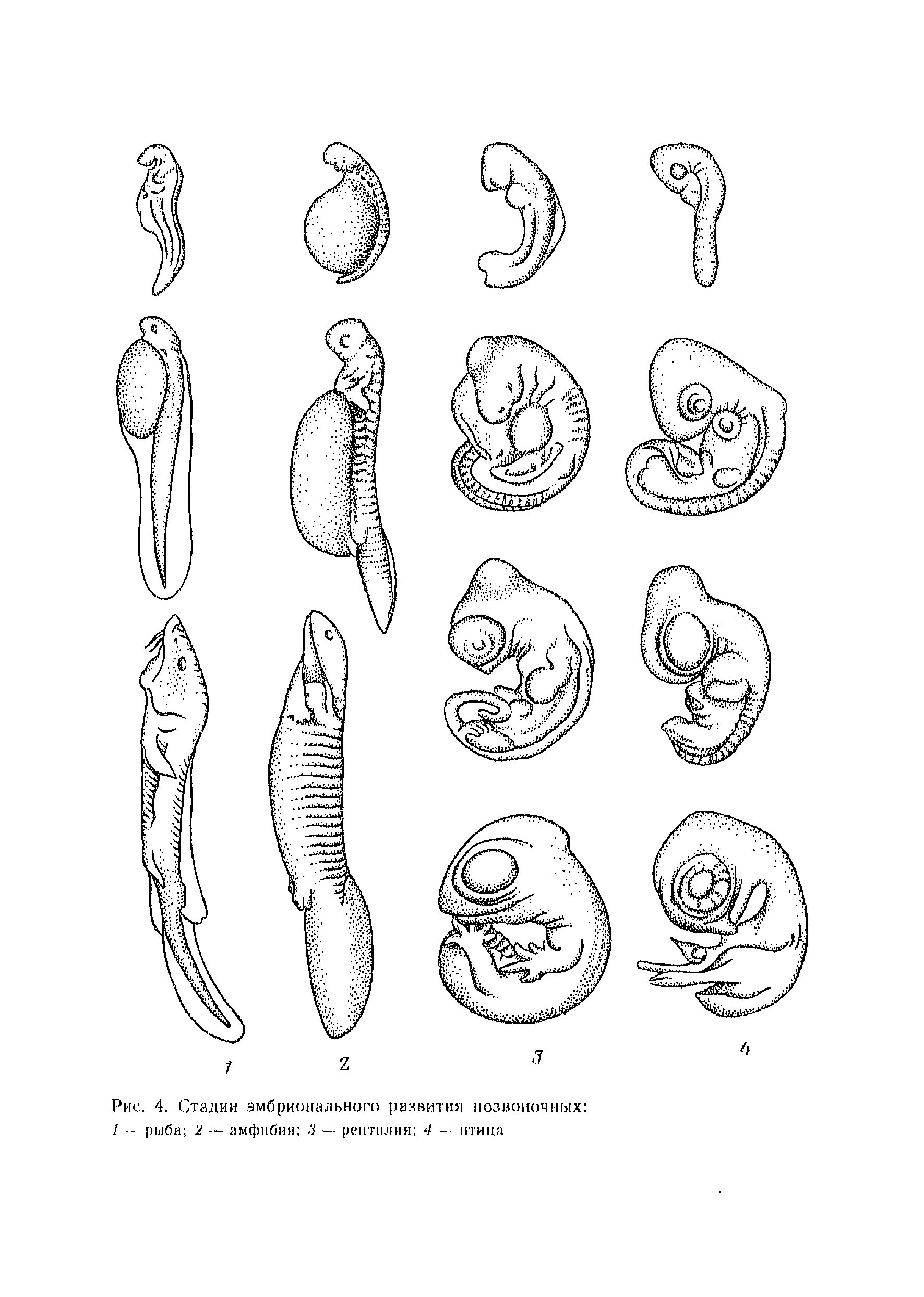 Стадии развития эмбрионов позвоночных. Этапы эмбрионального развития позвоночных животных. Этапы развития пресмыкающихся. Эмбриональное развитие рептилий. Зародыши разных видов позвоночных.