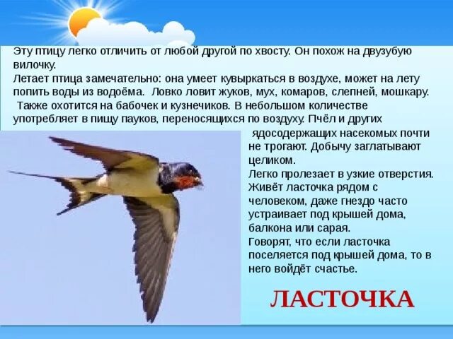 Доклад на тему класс птицы. Доклад о любой птице. Доклад про птиц. Презентация про птиц 2 класс. Сообщение о птицах 2 класс.