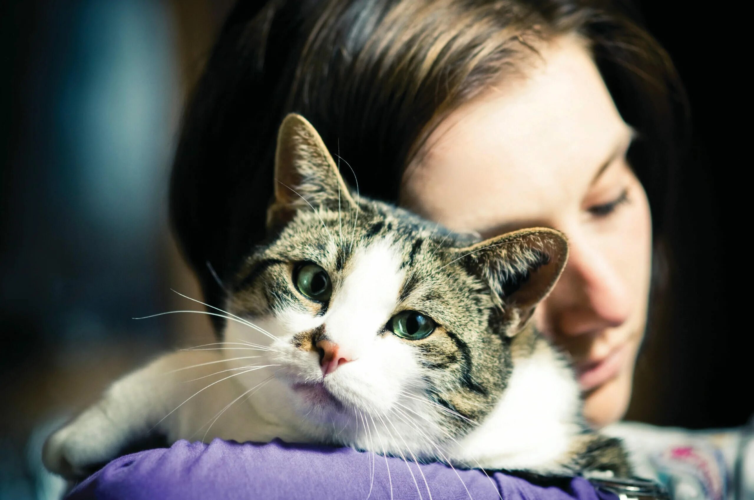 Кошки как справиться. Кошки лекари. Терапия кошками. Фелинотерапия. Анималотерапия кошки.