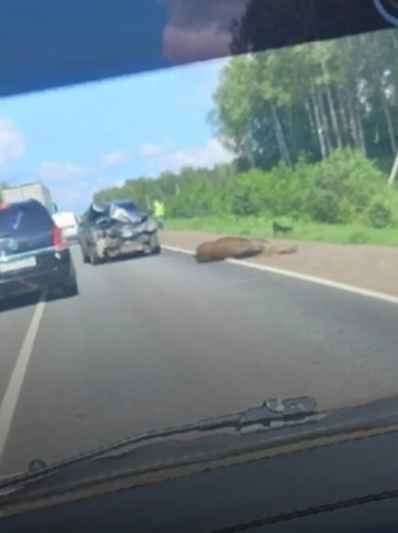 Сбили лося в Вологодской области.