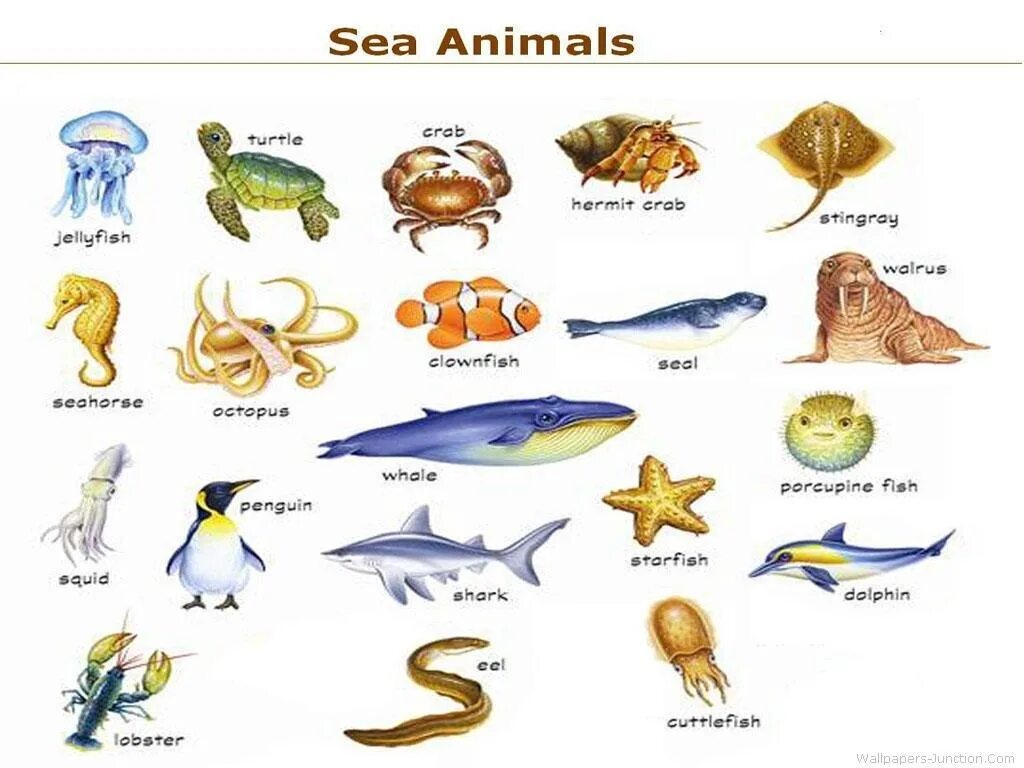 Морские обитатели названия. Морские животные на англ яз. Обитатели морей и океанов для детей. Морские обитатели иллюстрация.