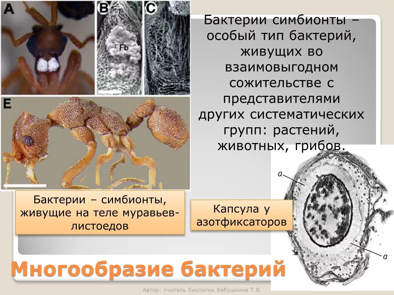 Симбионтом человека является. Бактерии симбионты. Бактерии симбионты животных. Бактерии симбионты человека. Представители бактерий симбионтов.