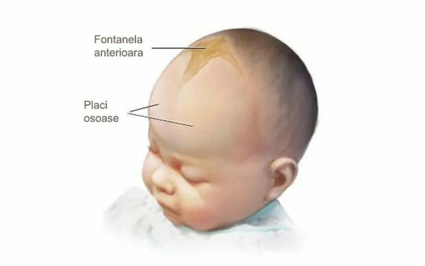 Почему пульсирует родничок. Форма головы у новорожденных. Правильная форма головы у новорожденного. Выбухание большого родничка.