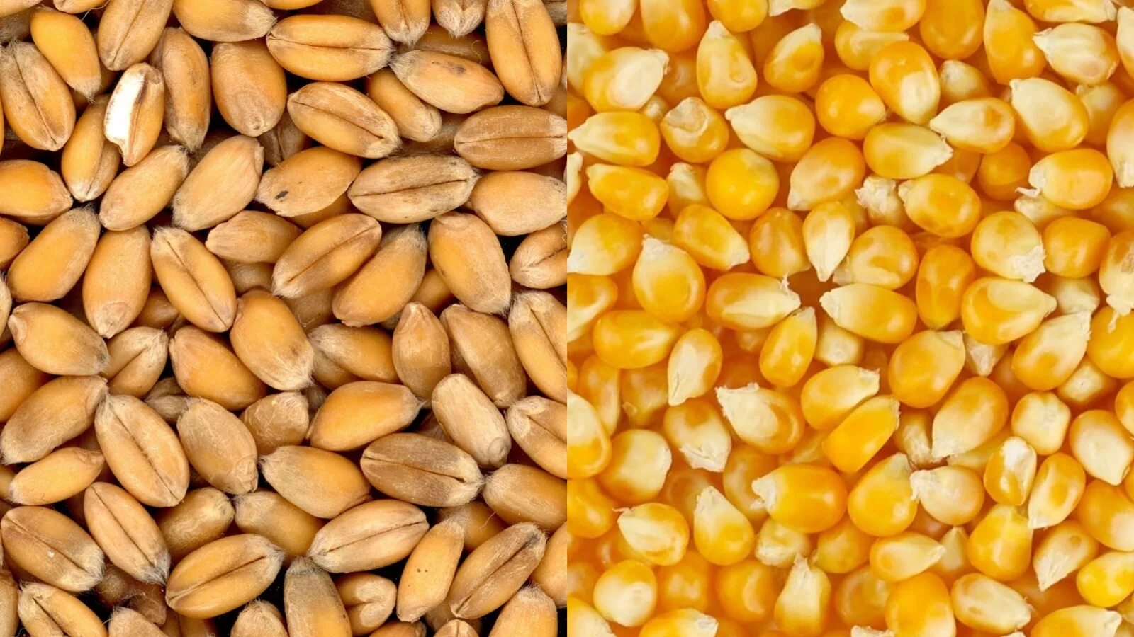 Овес пшеницу и кукурузу