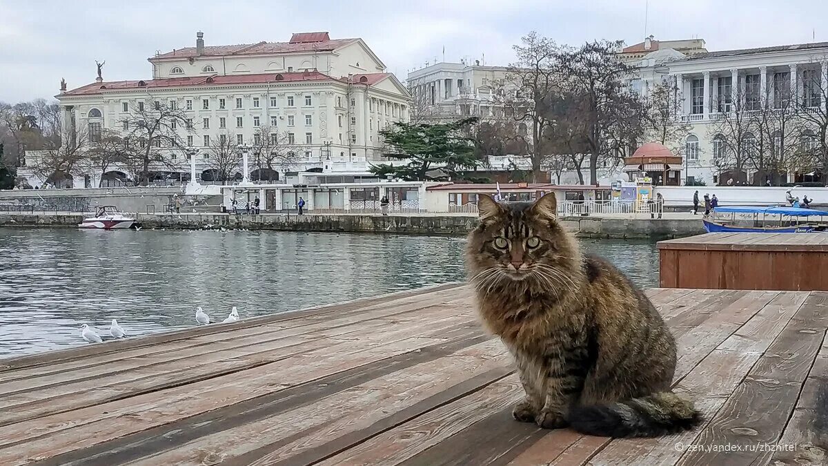 Купить кошку севастополь. Коты Севастополь. Коты в Балаклаве. Севастопольские коты. Коты на набережной в Балаклаве.