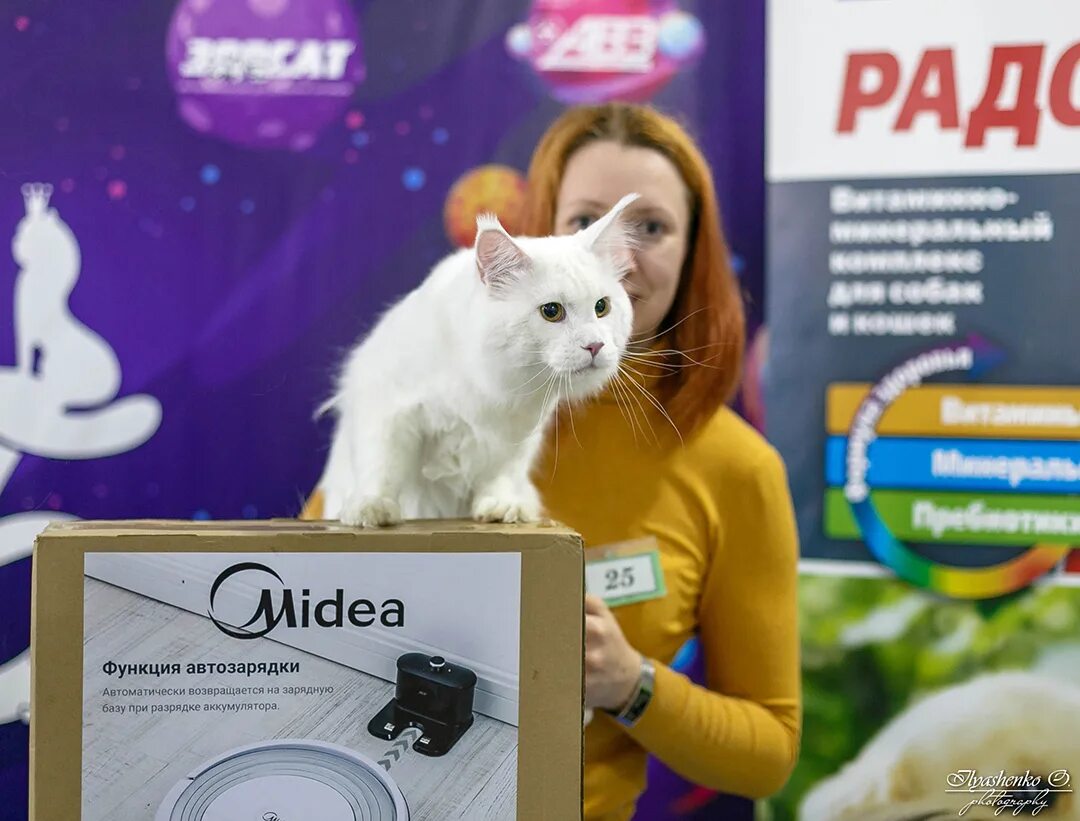 Выставка кошек. Выставка кошек в Новосибирске 2023. Выставка кошек в Ривьере. Выставка кошек в континенте Омск.