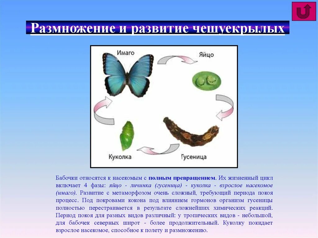 Цикл развития чешуекрылых. Отряд чешуекрылые насекомые Тип развития. Чешуекрылые бабочки Тип развития. Тип развития чешуекрылых бабочек схема.