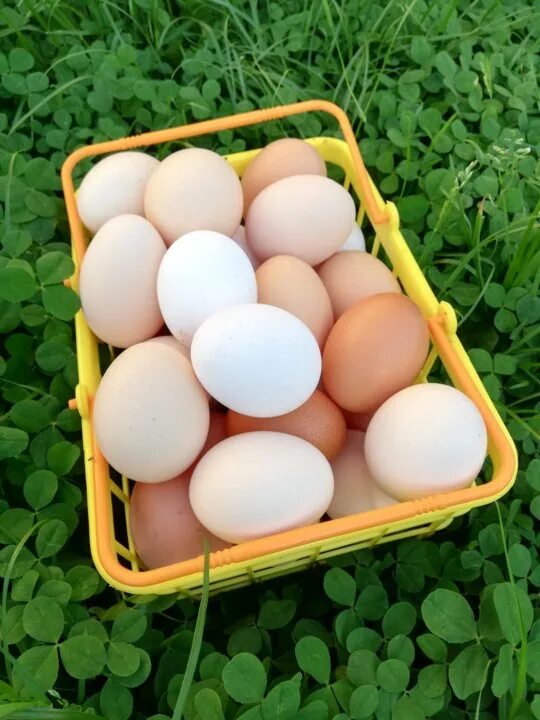 Яйцо куриное. Яйцо домашнее куриное. Курица с яйцами. Домашние яйца продажа.