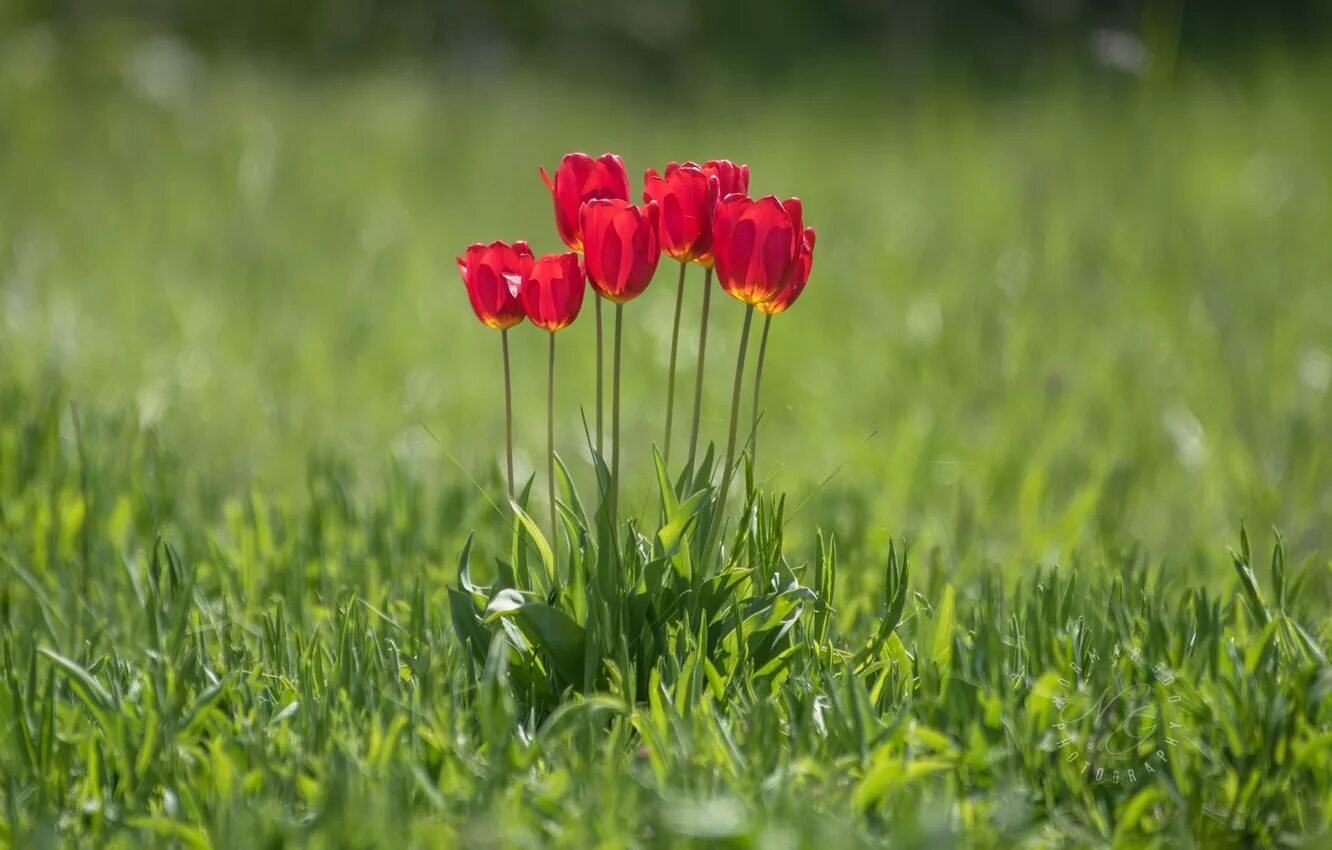 3 красных тюльпана. Тюльпаны в траве. Тюльпаны на зеленом фоне. Красные тюльпаны в траве.