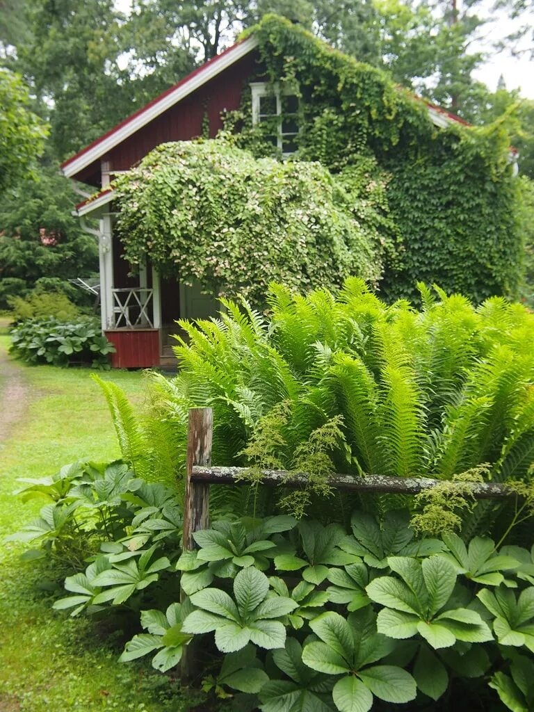 Роджерсия Хоста папоротник. Роджерсия подофилловая. Роджерсия aesculifolia. Роджерсия и Хоста. Растения для тенистого сада