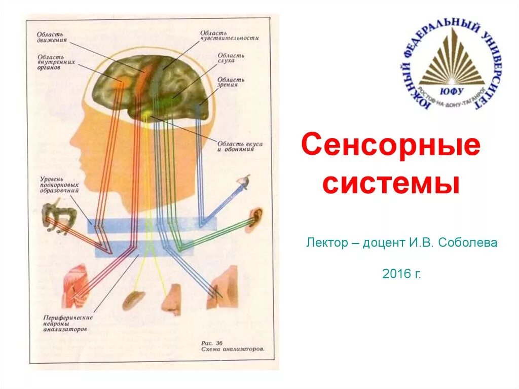 Органы сенсорной системы человека. Сенсорная система. Схема сенсорной системы. Сенсорные системы рисунок. Элементы сенсорных систем