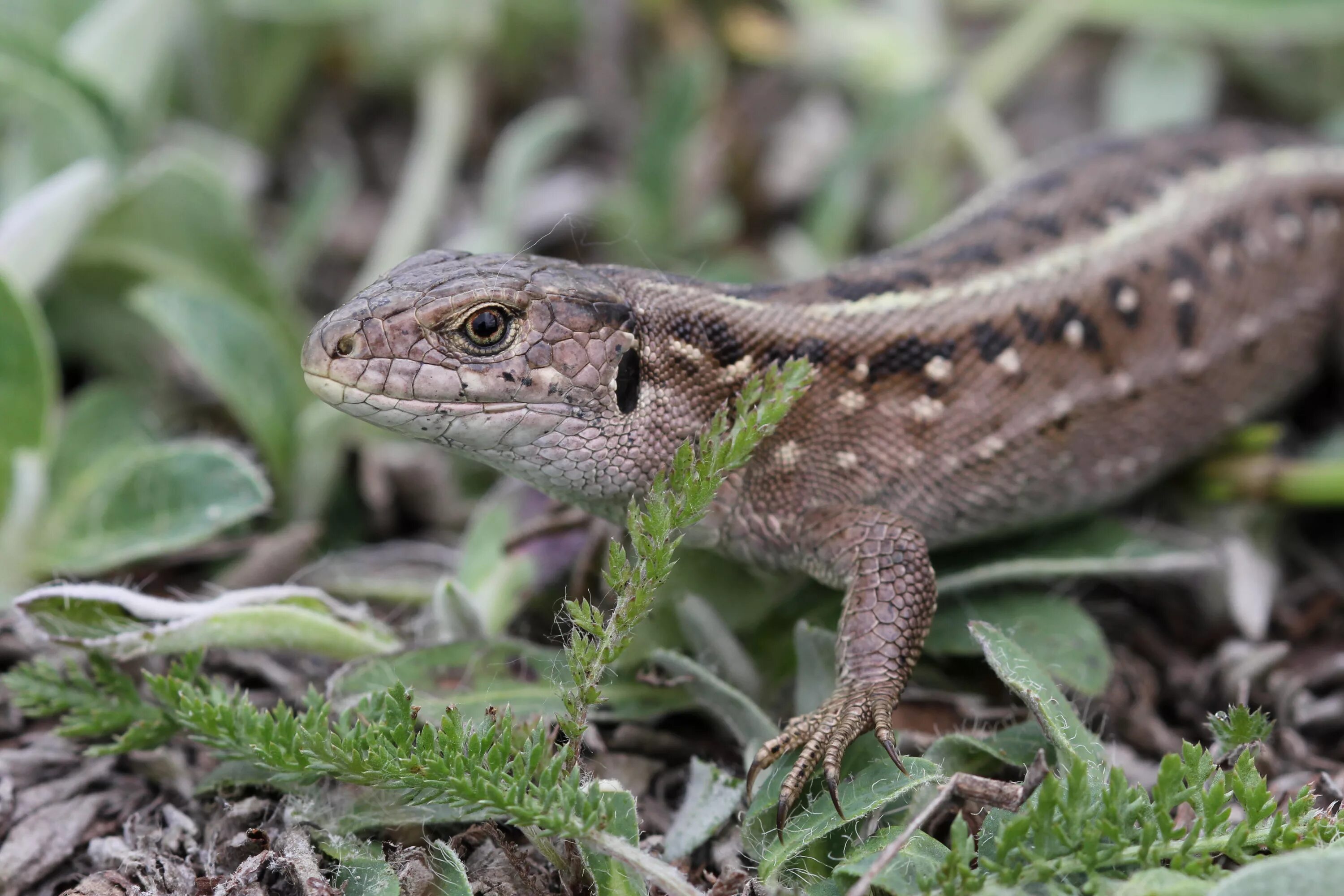 Ящерица обыкновенная серая. Прыткая ящерица Lacerta Agilis. Ящерица прыткая (Lacerta Agilis Linnaeus). Прытка я ыящерица самка. Живородящая ящерица (Lacerta vivipara).