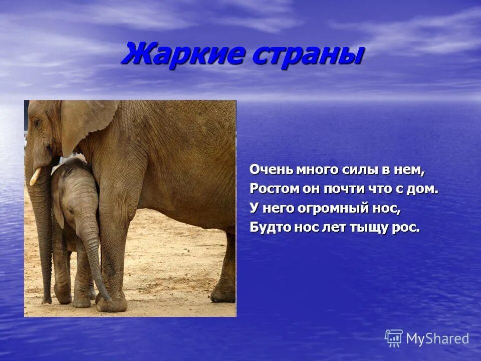 доклад о животных жарких стран. интересные факты о животных жарких районов. животные жарких стран 1 класс окружающий. презентация животные жарких стран. животные жарких стран окружающий мир 1 класс.