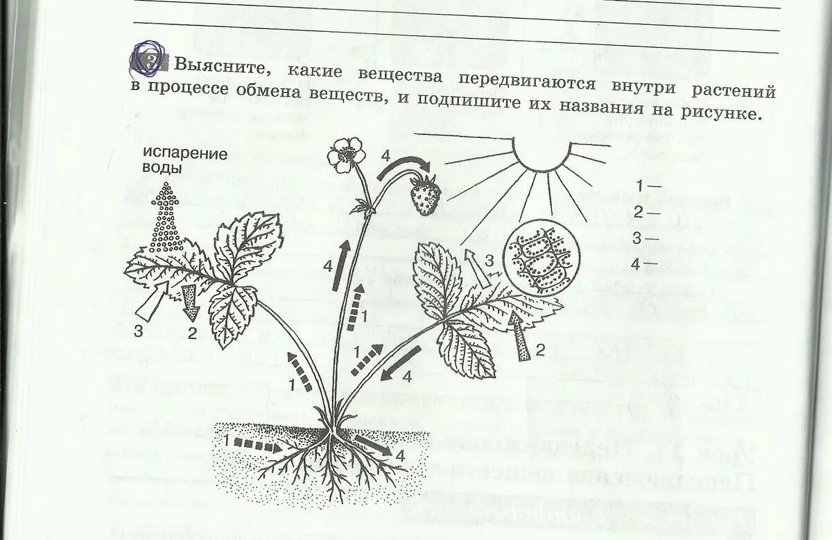 Процесс жизнедеятельности изображен на рисунке. Какие вещества передвигаются внутри растений. Схема передвижения веществ у растений 6 класс. Задания рисунки по биологии. Выясните какие вещества передвигаются внутри растений.