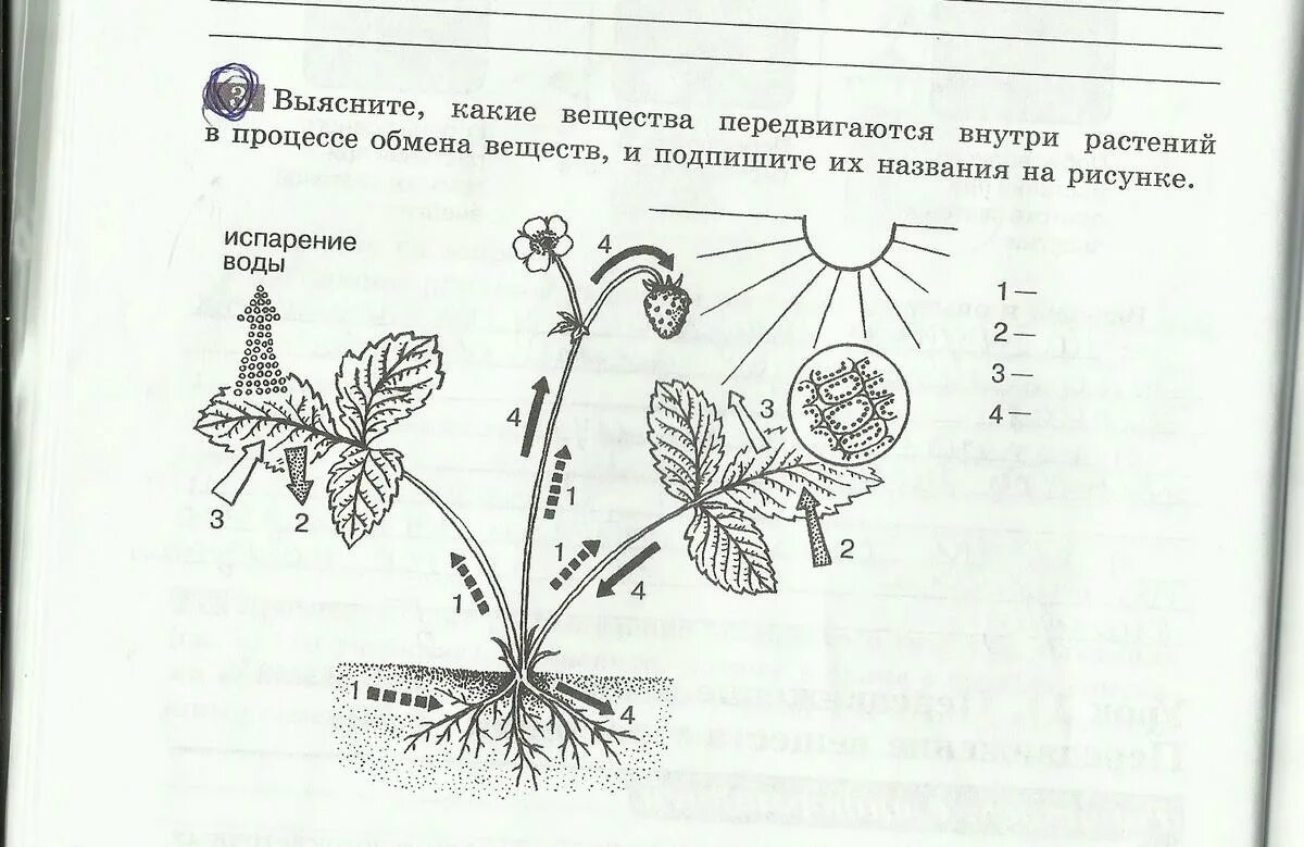 Рассмотри схемы подпиши их названия. Какие вещества передвигаются внутри растений. Схема передвижения веществ у растений 6 класс. Задания рисунки по биологии. Выясните какие вещества передвигаются внутри растений.