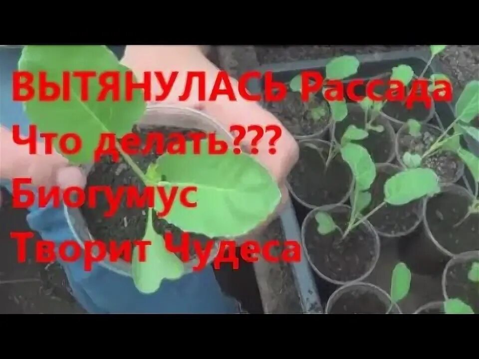 Почему вытягивается рассада капусты и что делать. Рассада капусты вытянулась. рассада капусты тянется вверх. высадка вытянутой капустной рассады. рассада цветной капусты вытянулась.