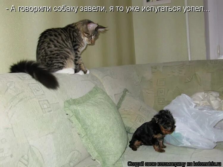 Заведите. Если все идет не по плану цитаты. Поехали прикол. Беседа с котом. Будильник мем.