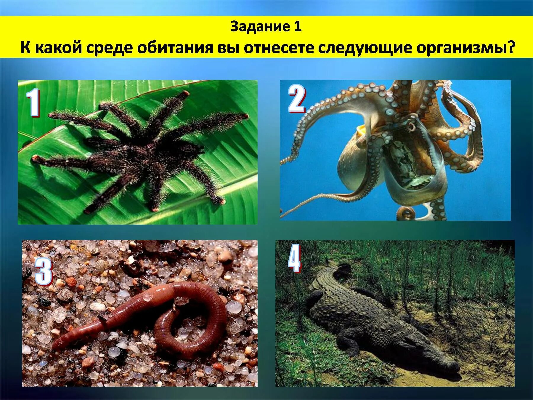 В какой среде обитания находится. Среда обитания. среды обитания живых организмов. среды жизни на земле. среды жизни организмов.