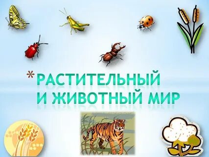 Растительный и животный мир класс