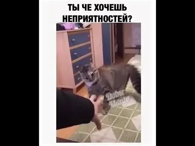 Мысли кота. Никогда не делайте зла назло. Сделай злую руку. Злая рука для кота. Сделай злую руку.