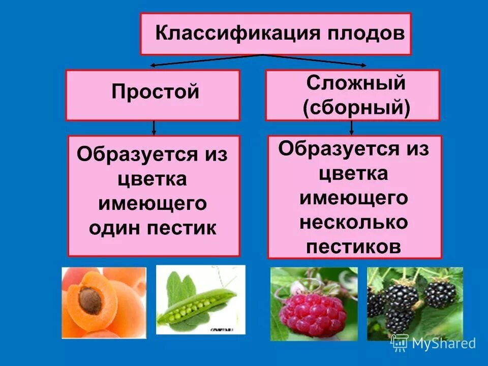 Тест по биологии плоды тема плоды