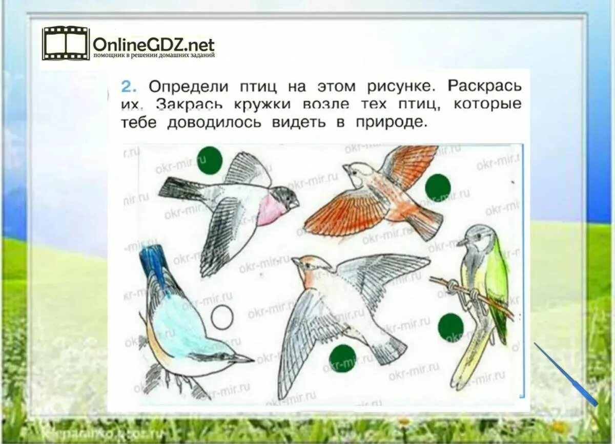 Как зимой помочь птицам 1 класс окружающий мир. Окружающий мир 1 класс. Птицы 1 класс окружающий мир. Птички в окружающем мире 1 класс.