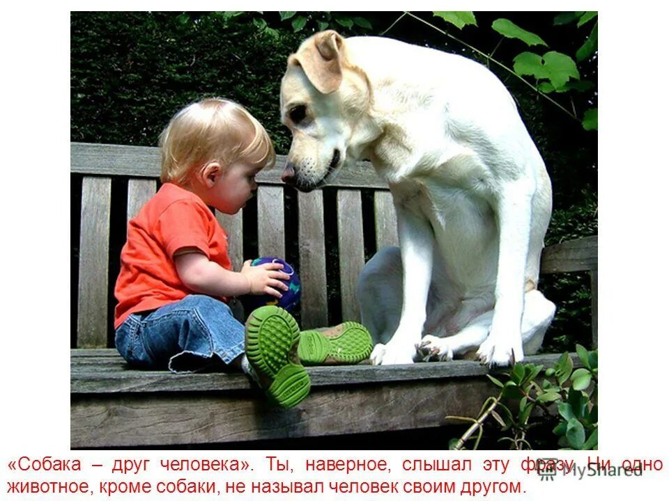 Собаки ни. Дети и собаки цитаты. собака друг человека. собака лучший друг человека. афоризмы про детей и собак.