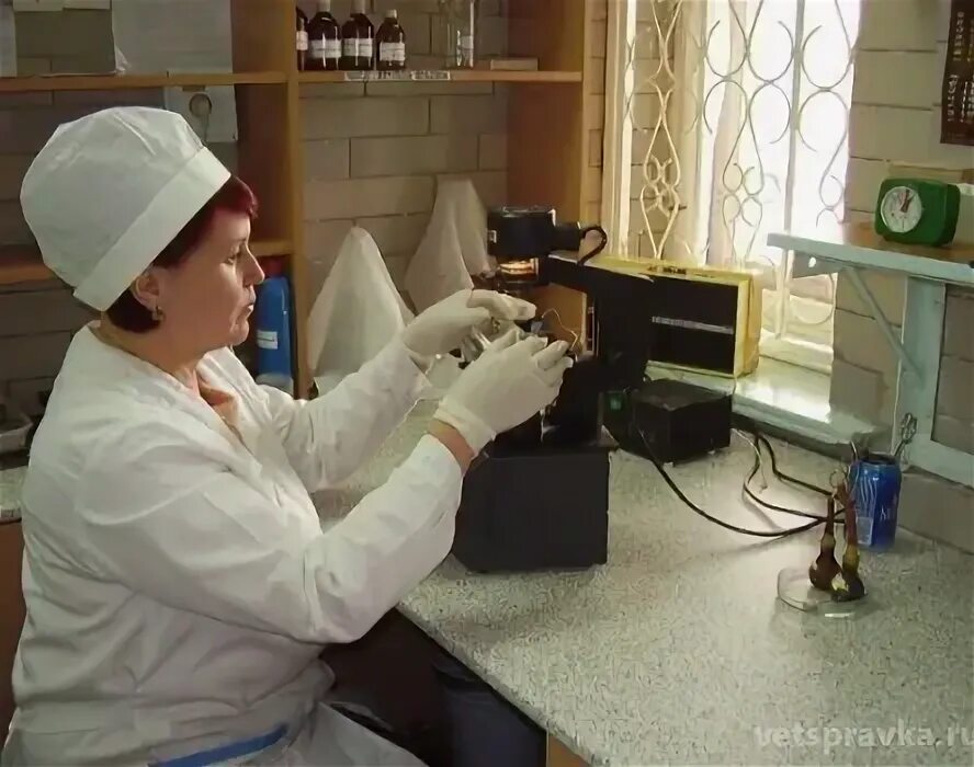 Лаборатория по борьбе с болезнями животных. Лаборатория ветсанэкспертизы. лаборатория ветеринарно-санитарной экспертизы. ветеринарный врач в лаборатории.