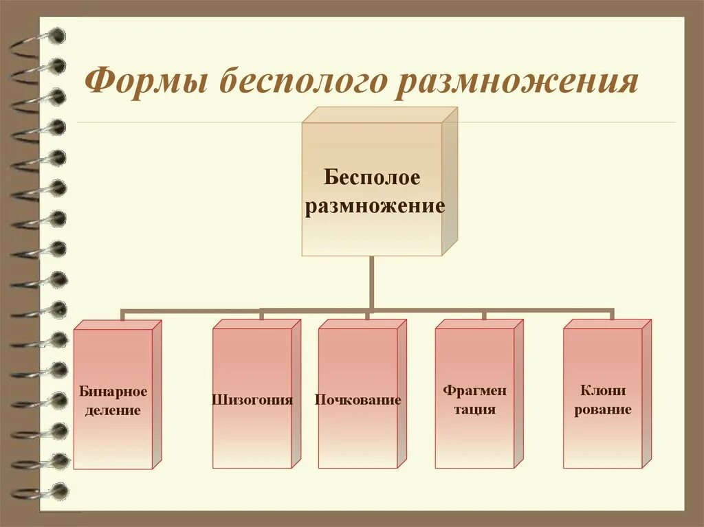 Каковы особенности бесполого размножения 6 класс. Формы бесполого размножения. Формы беспологоразмнодения. Формы бесполого размножения организмов. Способы и формы размножения.