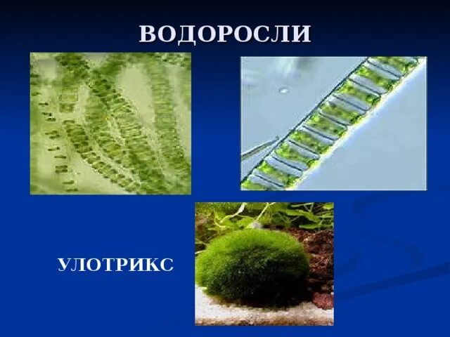 Улотрикс является водорослью