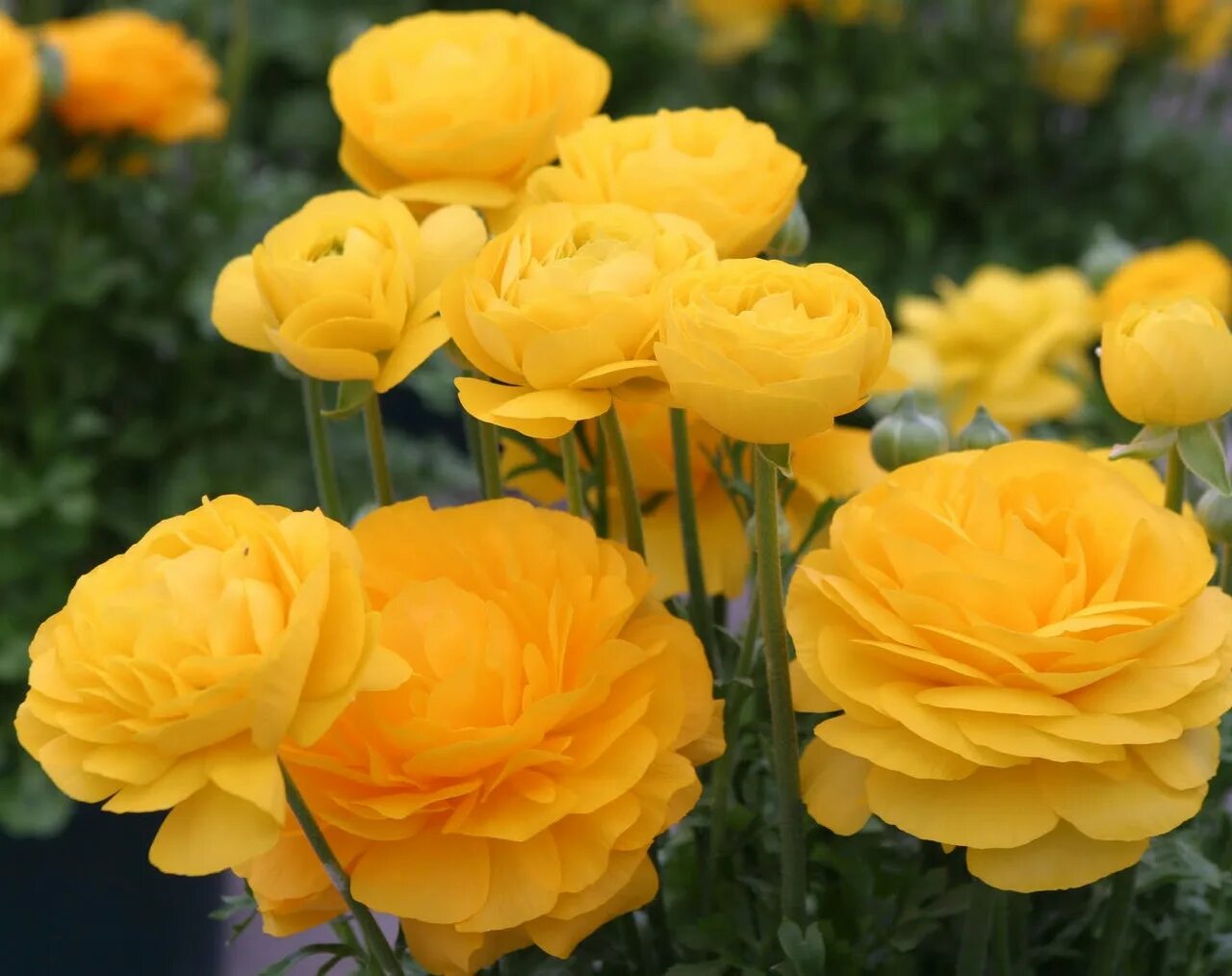 Ранункулюс оранж. Лютик ранункулюс. Цветок лютик ранункулюс семена. Ранункулюс йеллоу. Лютик.