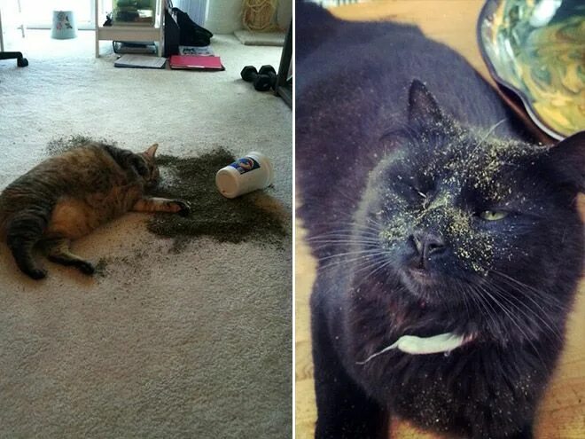 Кот наркот. Почему кошки реагируют на кошачью мяту. Реакция кота на кошачью мяту. Кошачья мята реакция кошек. Кошачья мята кошка кайфует.