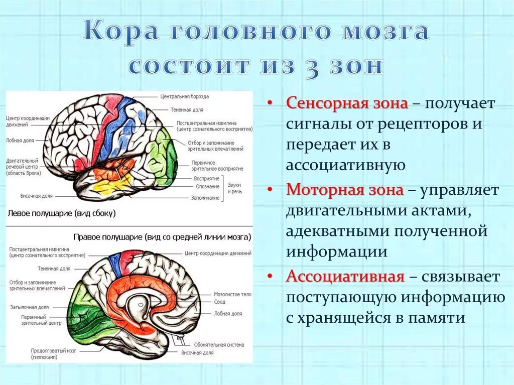 Какие отделы имеют полушария. Функции моторной зоны коры головного мозга. Функциональная характеристика коры головного мозга.