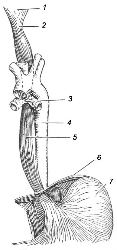 Строение пищевода рисунок. Сужения пищевода анатомия физиологические и анатомические. Сужения пищевода анатомия. Сужения пищевода Синельников. Синтопия пищевода анатомия.