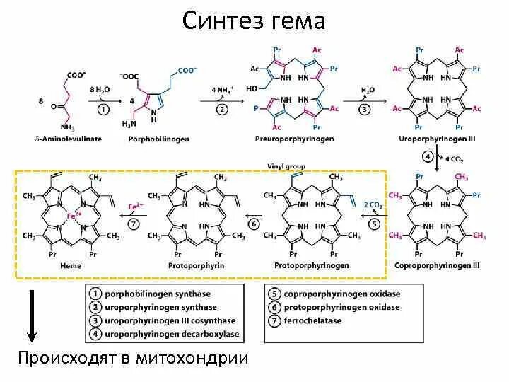 Синтез гему. Синтез гема реакции. Гем распад гема. Синтез гема биохимия схема. 17. Общая схема синтеза гема.