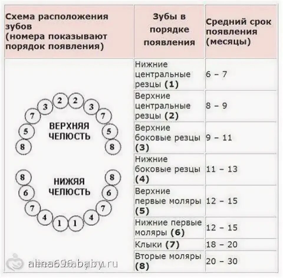 В 3 года сколько зубов должно быть. Зубы у детей 5 лет порядок прорезывания. Как прорезаются зубы у грудничков схема. Зубы у ребенка 5 лет схема. Сколько зубов у ребёнка в 5 лет должно быть.