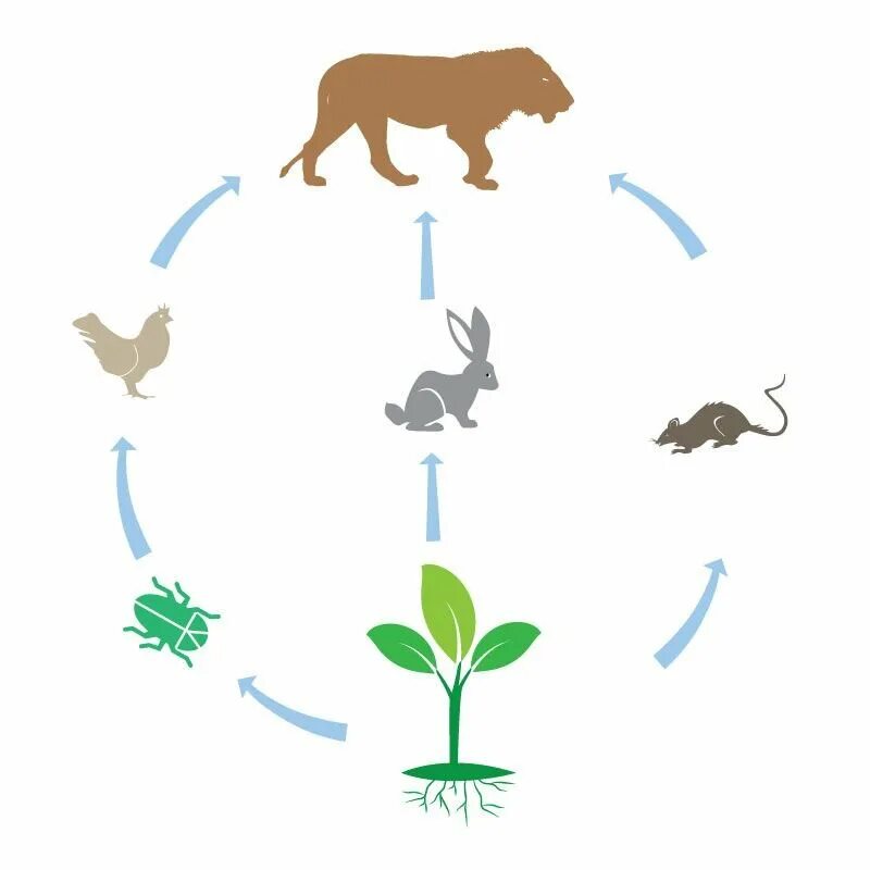 Пищевая цепь круговорот веществ в природе. Пищевая цепочка в природе круговорот. Круговорот цепи питания животных. Цепочка круговорота животных в природе.