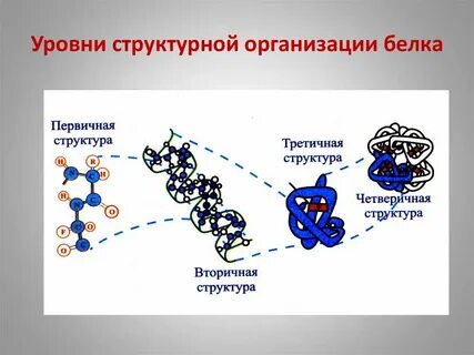 Основная структура белка