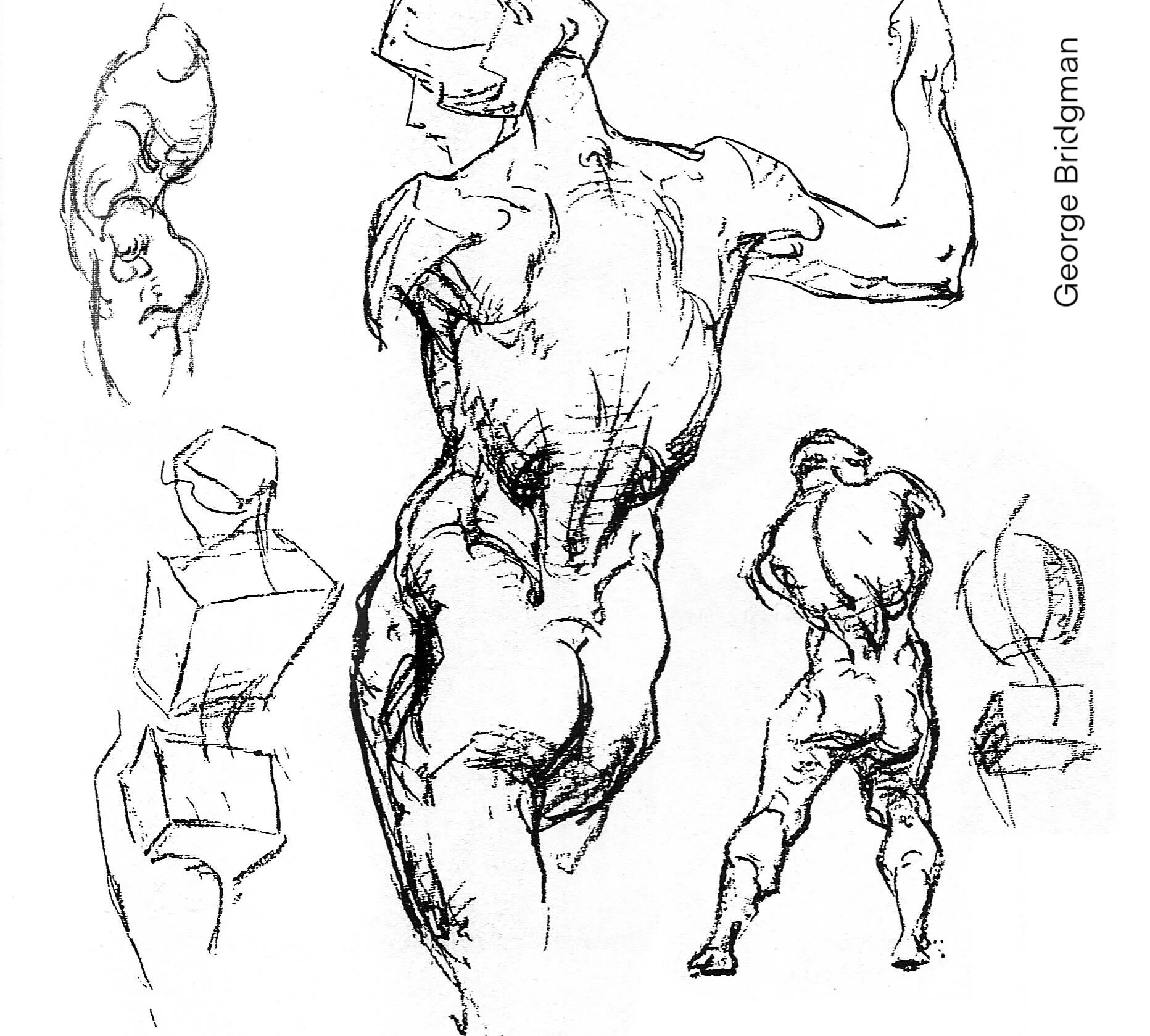 Фигура человека анатомия. Бриджман анатомия. Джордж Бриджмен конструктивная анатомия. Джордж Бриджман анатомия рисунок. Джордж Бриджмен фигура человека.