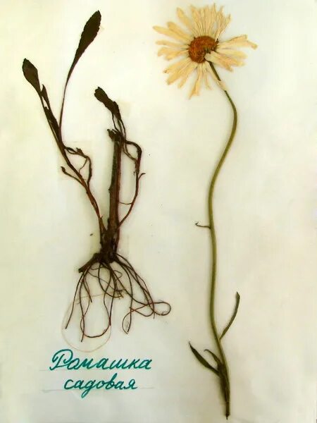 гербарий маши колосовой