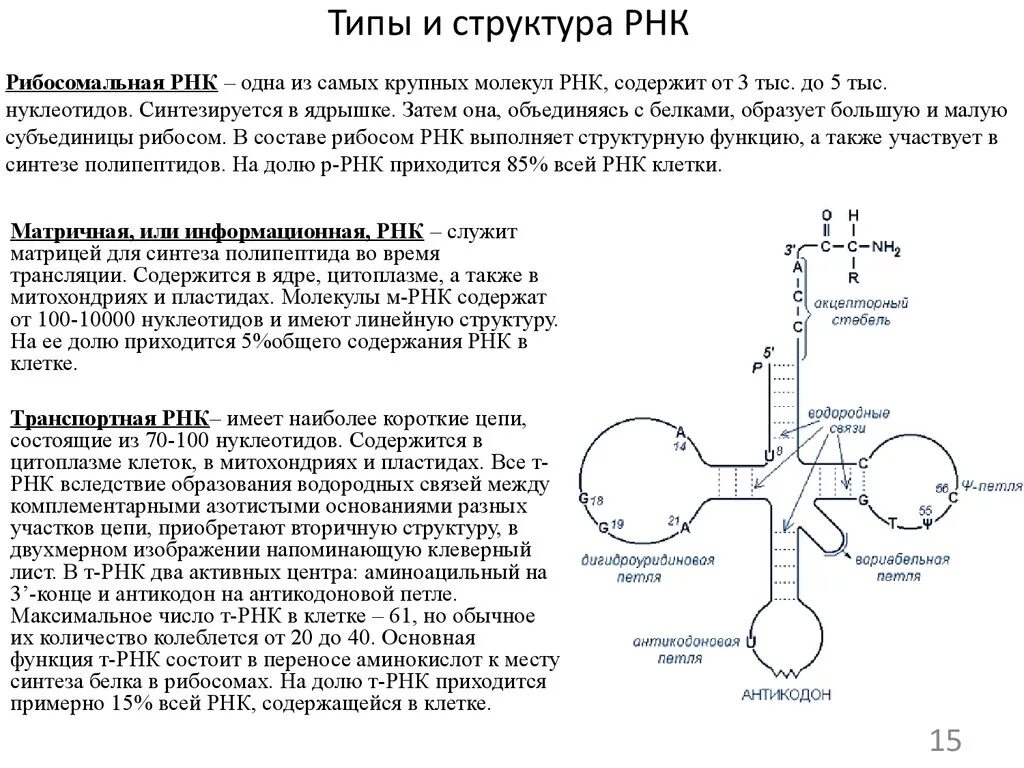 Виды рнк характеристика. Структура ТРНК биохимия. Функции ТРНК биохимия. Рибосомную РНК структура и функции. РРНК строение и функции.