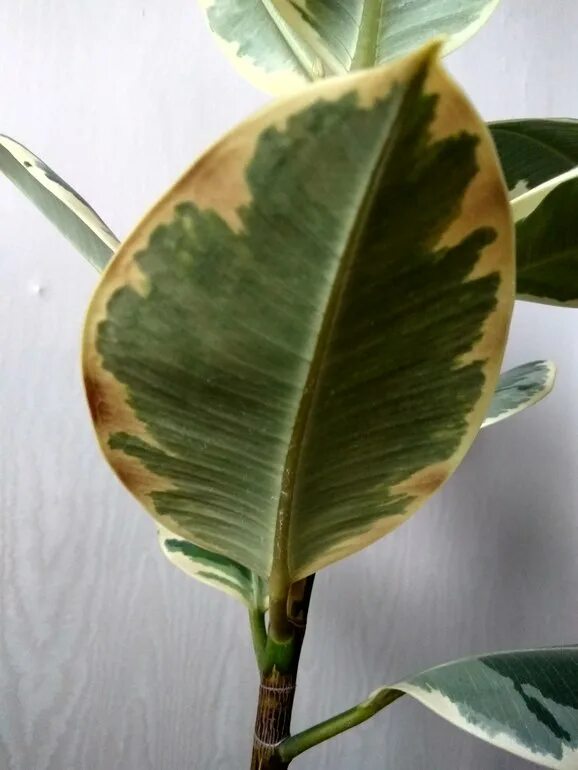 Антракноз фикуса каучуконосного. Фикус каучуконосный темные пятна на листьях. Пятна на фикусе. Бурая пятнистость на фикусе. Фикус листья коричневеют.